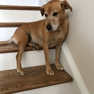 Meet your Posher, Sophia